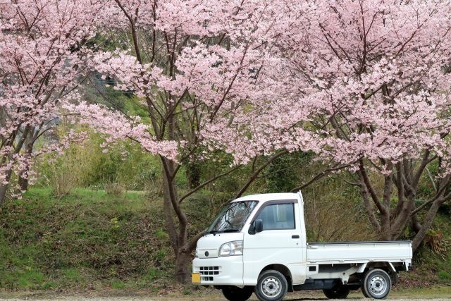 桜の木の下に停車中の軽トラ